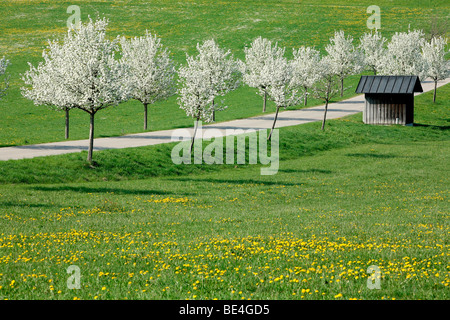 Flowering trees and cottage Stock Photo