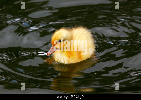 Mallard duck, chick (Anas platyrhynchos) Stock Photo