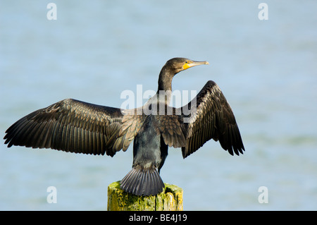 Cormorant, Phalacrocorax carbo, perched on a wooden post above water, drying wings Stock Photo