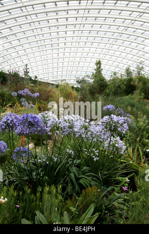 Agapanthus, National Botanic Garden of Wales, Carmarthenshire Stock Photo