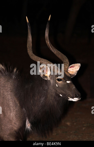 Head Of Male Nyala Tragelaphus angasii At Night In Mkuze Game Reserve, South Africa Stock Photo