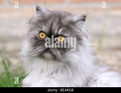 Gray Persian cat, portrait Stock Photo