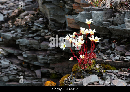 White Mountain saxifrage (Saxifraga paniculata), tundra, northern Norway, Norway, Europe Stock Photo