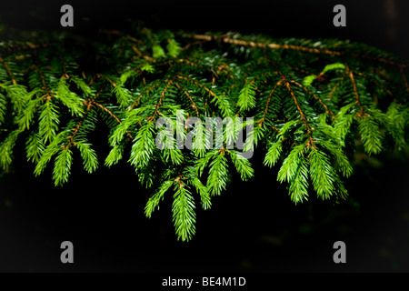 Lush green feshly grown pine sprouts in spring Stock Photo