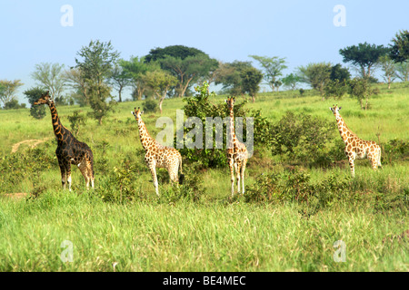 Giraffes in Murchison Falls National Park in Uganda. Stock Photo