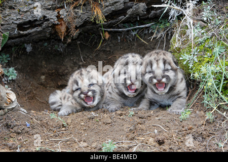 Mountain Lion (Felis concolor). Trio of 3 days old kitten calling for their mother. Stock Photo