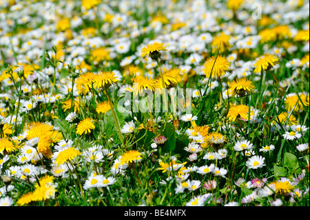 Dandelions (Taraxacum officinale), Daisies (Bellis perennis) Stock Photo