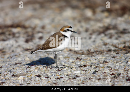 Kentish Plover (Charadrius alexandrinus), male, in the breeding area, Burgenland, Austria, Europe Stock Photo