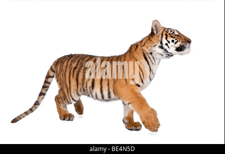 Bengal Tiger, Panthera tigris tigris, 1 year old, walking in front of white background, studio shot Stock Photo