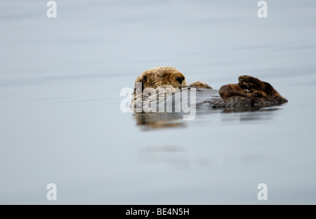 Sea Otter, Enhydra lutris, sleeping, Kachemak Bay, Homer alaska Stock Photo