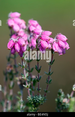 Flowering Cross-Leaved Heath (Erica tetralix) Stock Photo