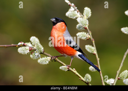 Eurasina Bullfinch (Pyrrhula Pyrrhula), male perched on a hazel branch, spring Stock Photo