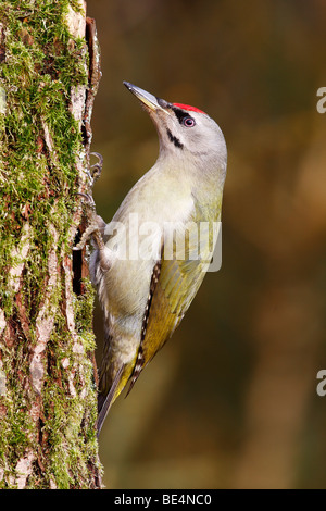 Grey-headed Woodpecker (Picus canus), male perched on a tree trunk Stock Photo