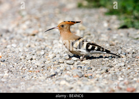 Hoopoe (Upupa epops), on a path, Burgenland, Austria, Europe Stock Photo