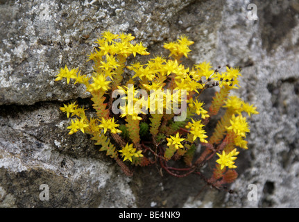 Biting Stonecrop aka Golden Carpet, Wall Pepper or Gold Moss, Sedum acre, Crassulaceae, Growing in a Crack in a Wall. UK Stock Photo