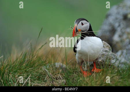 Puffins and puffin (Fratercula arctica), collecting nisting material Stock Photo