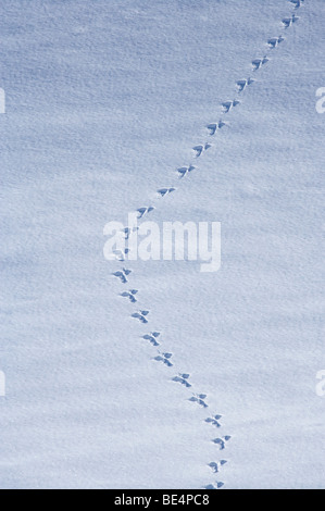 Animal Tracks in Snow, Two Thumb Range, near Roundhill Ski Area, near Lake Tekapo, Mackenzie Country, Canterbury, New Zealand Stock Photo