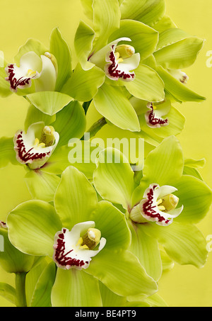 Cymbidium Orchid flowerr high quality sharp file Stock Photo