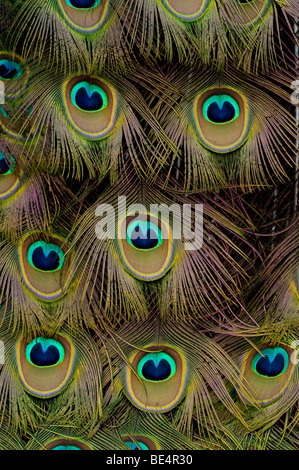 Peacock feathers Stock Photo