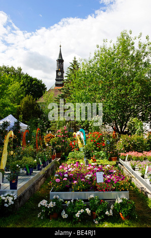 Rosentage Festival of Roses, monastery garden with Kapuziner church, Bad Toelz, Upper Bavaria, Germany, Europe Stock Photo