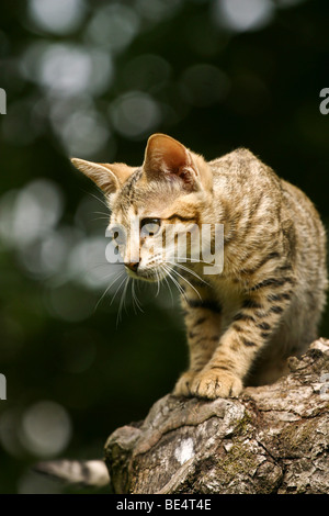 Young Savannah cat climbing on a tree trunk Stock Photo