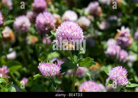 Honey bee pollinating a red clover flower in Oregon, USA. Stock Photo
