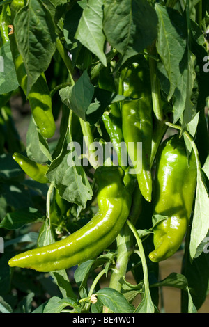 Anaheim peppers grow on the plant in a community church garden located ...
