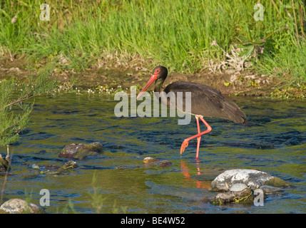 Black stork (Ciconia nigra) Stock Photo