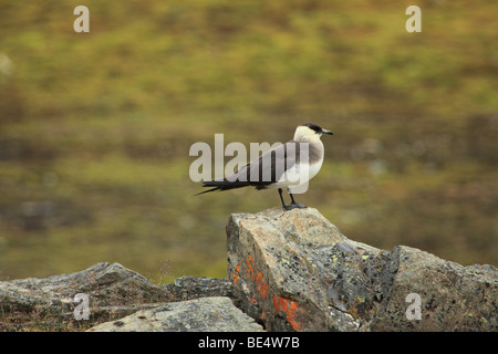 Arctic Skua resting on a rock in Svalbard Stock Photo