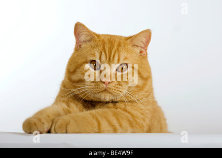 British Shorthair cat, portrait