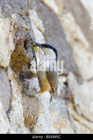 Western Rock Nuthatch (Sitta neumayer) Stock Photo