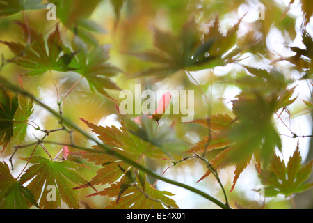 Acer Palmatum Masu Kagami Tree Summer to Autumn Season Change - fine art photography Jane-Ann Butler Photography JABP597 Stock Photo