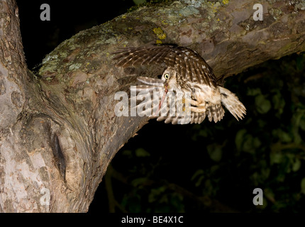 Little owl (Athene noctua) in flight with prey Stock Photo