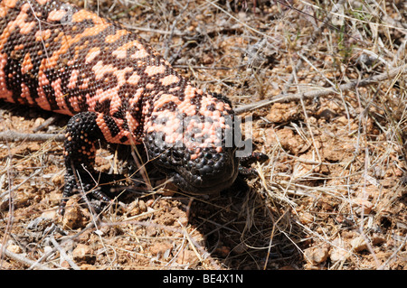 A Gila Monster (Heloderma suspectum), a venomous lizard, moves through the Sonoran Desert southeast of Sahuarita, Arizona, USA. Stock Photo