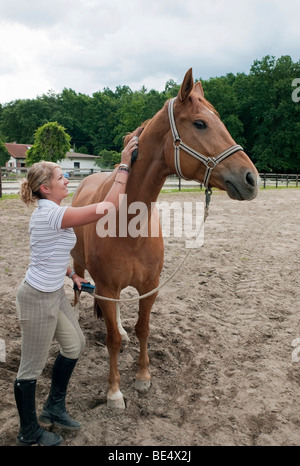 Teenage girl grooming a horse Stock Photo