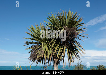 Native New Zealand cabbage tree ( Cordyline australis ) Timaru,South Island New Zealand Stock Photo