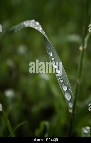 Blade of grass with rain drops after a rain, Germany, Europe Stock Photo
