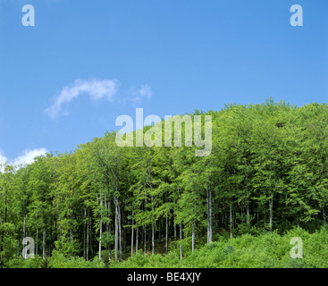 Beech forest (Fagus), spring, Germany, Europe Stock Photo