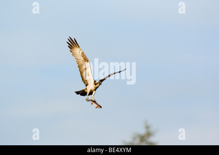 Osprey, Pandion haliaetus, adult flying, carrying a fish (Rainbow trout (Oncorhynchus mykiss) Stock Photo