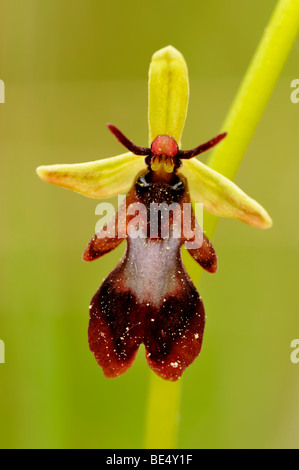 Fly Orchid blossom (Ophrys insectifera) Stock Photo