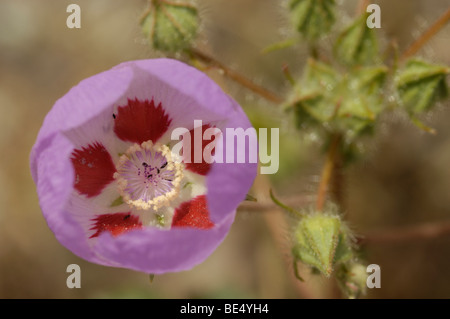 Desert five-spot (Eremalche rotundifolia) Stock Photo