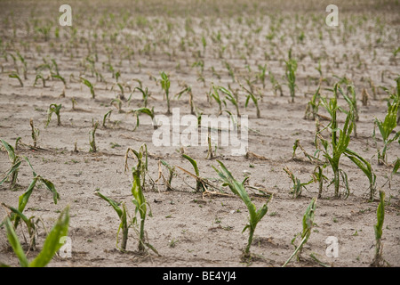 Young Maize (Zea mays) plants on a field with hail damage after a heavy storm, Bermatingen, Baden-Wuerttemberg, Germany, Europe Stock Photo