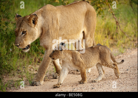 Lion with cub (Panthero leo), Kruger National Park, South Africa