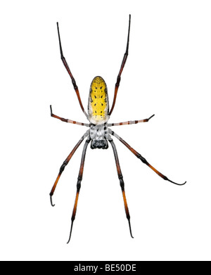 Golden orb-web spider, Nephila inaurata madagascariensis, against white background, studio shot Stock Photo