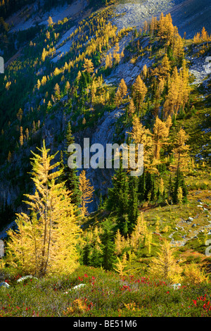 Mountain Larches at Maple Pass in North Cascades National Park Stock Photo