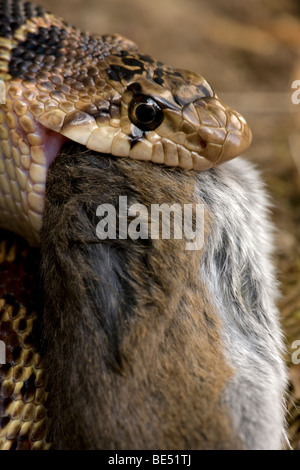 Pacific Gopher Snake Eating Mouse (Pituophis catenifer catenifer) - Oregon - USA Stock Photo