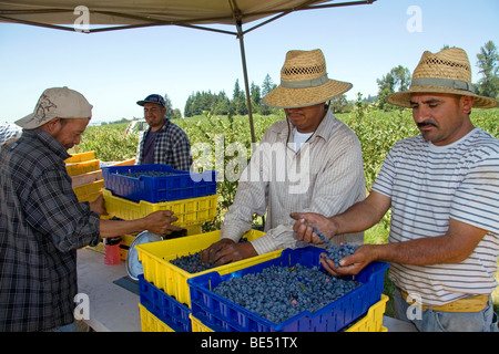 Workers harvesting blueberries on a farm near McMinnville, Oregon, USA. Stock Photo