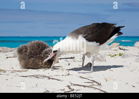 Laysan Albatross parent feeding chick on Midway Atoll shore in the Pacific Ocean Stock Photo