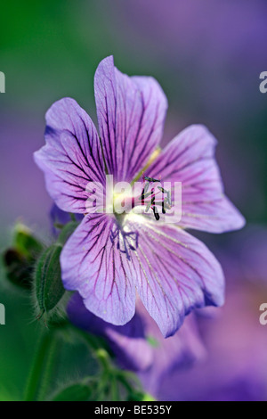 Purple Cranesbill (Geranium x magnificum) Stock Photo