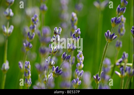 True or Common Lavender (Lavandula angustifolia) Stock Photo